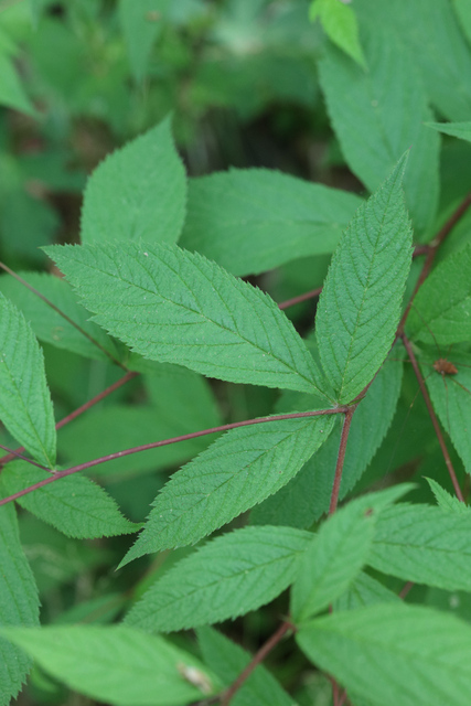 Gillenia trifoliata - leaves