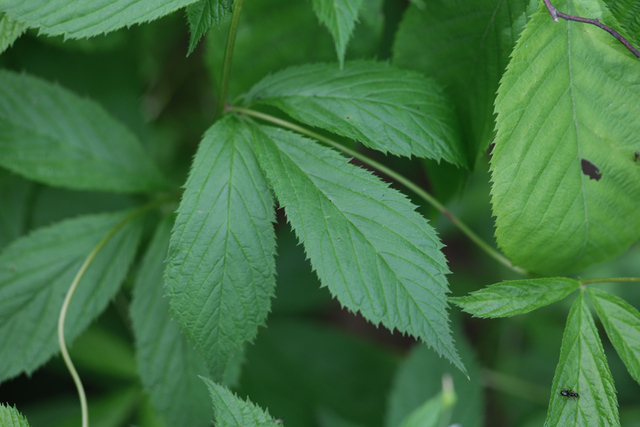 Gillenia trifoliata - leaves