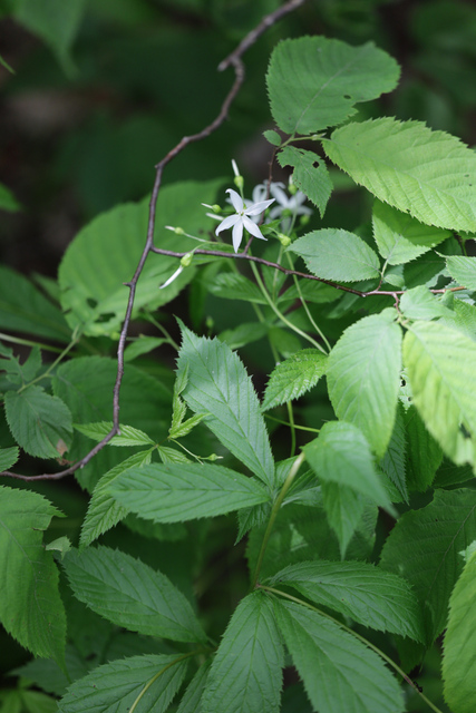 Gillenia trifoliata - plant