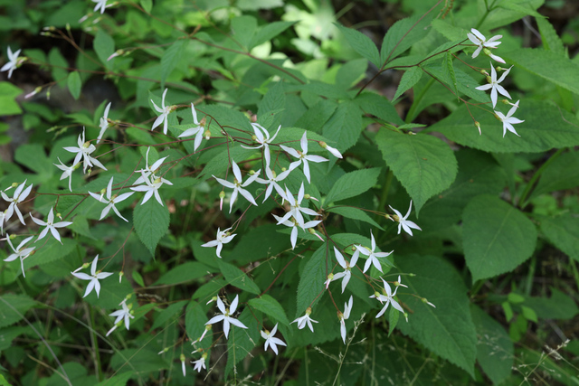 Gillenia trifoliata - plant