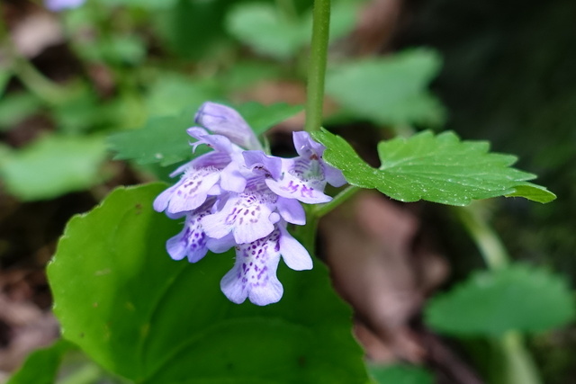 Glechoma hederacea