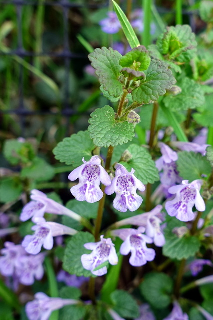 Glechoma hederacea