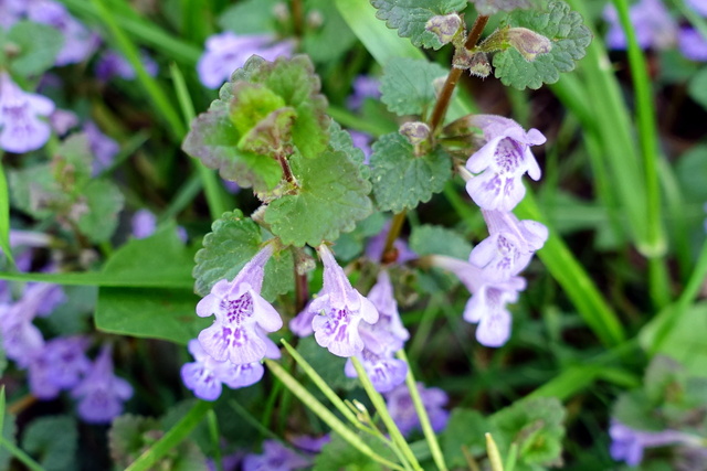 Glechoma hederacea