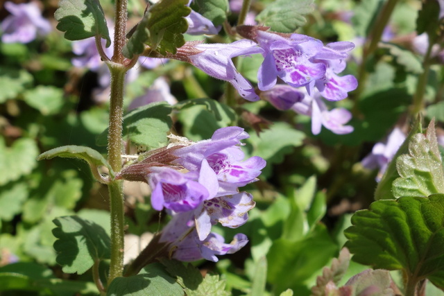 Glechoma hederacea