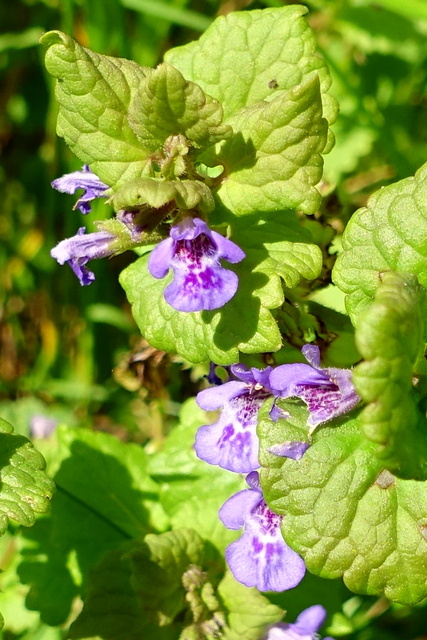 Glechoma hederacea