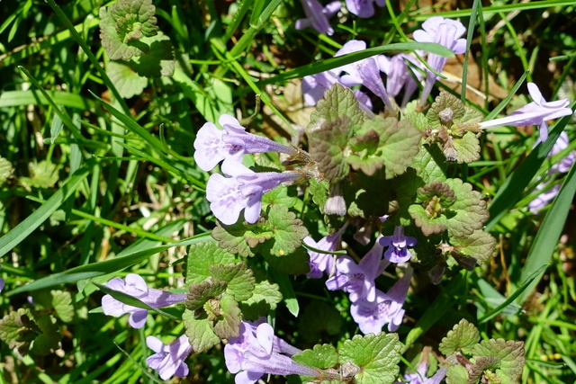 Glechoma hederacea