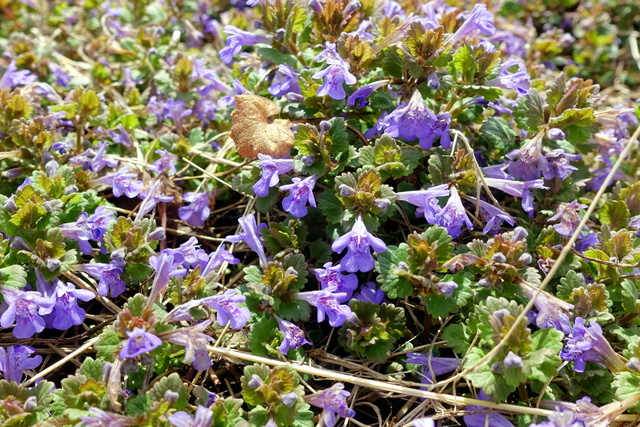 Glechoma hederacea - plants