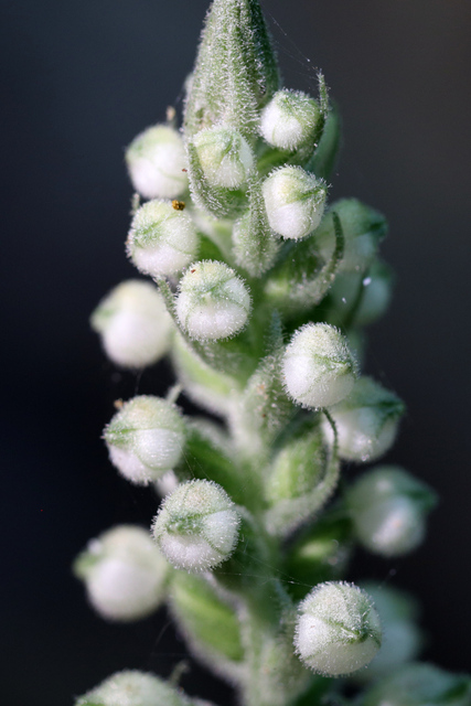 Goodyera pubescens