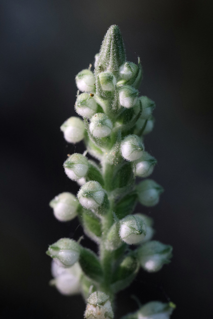 Goodyera pubescens