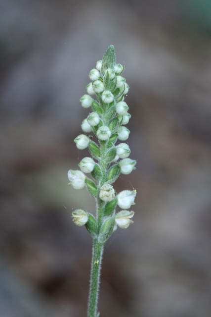 Goodyera pubescens