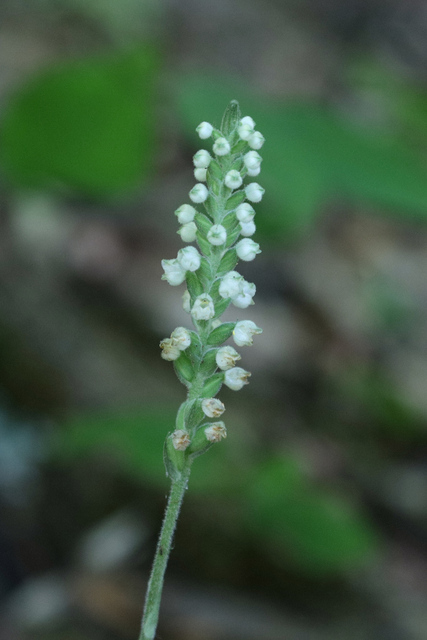 Goodyera pubescens