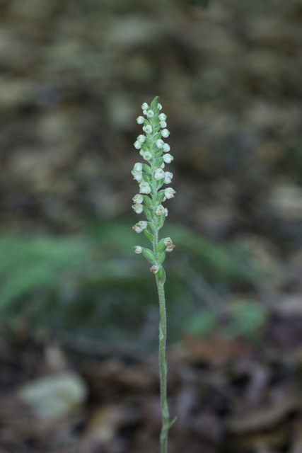 Goodyera pubescens