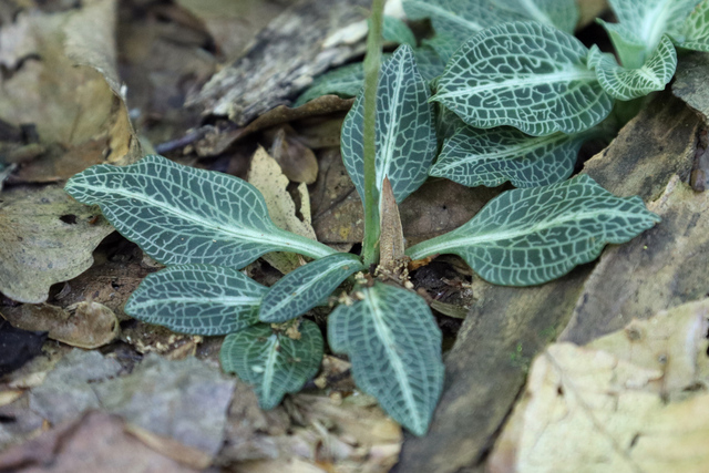 Goodyera pubescens - leaves