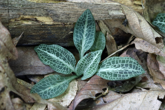 Goodyera pubescens - leaves