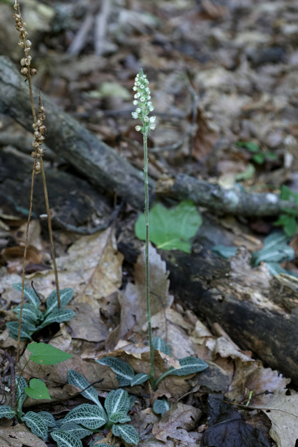 Goodyera pubescens - plant