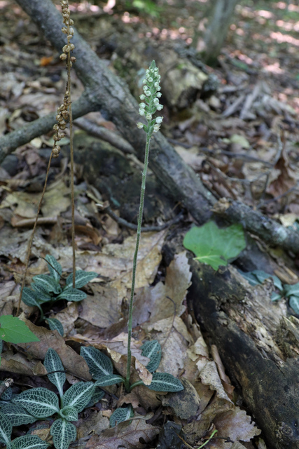 Goodyera pubescens - plant