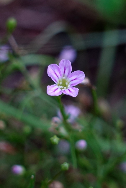 Gypsophila muralis