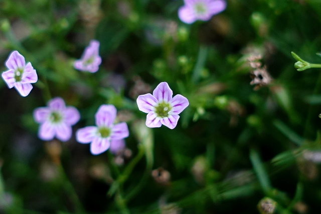 Gypsophila muralis