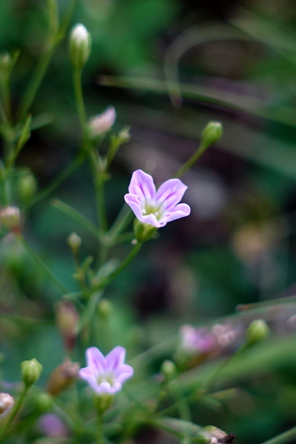 Gypsophila muralis