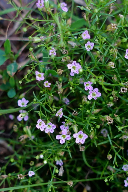 Gypsophila muralis