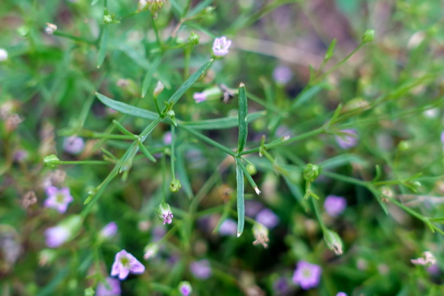 Gypsophila muralis - leaves