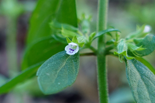 Hedeoma pulegioides