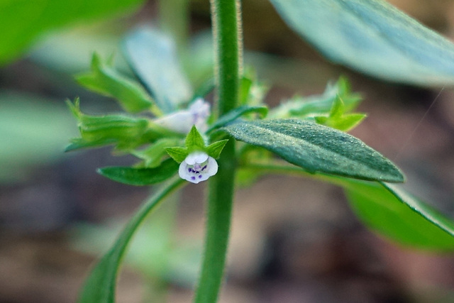 Hedeoma pulegioides