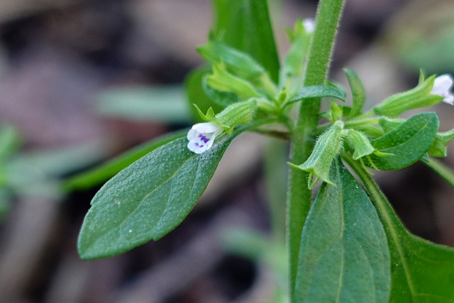 Hedeoma pulegioides