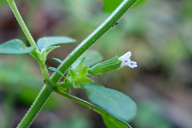 Hedeoma pulegioides