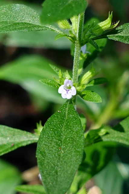 Hedeoma pulegioides