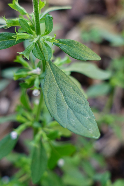 Hedeoma pulegioides - leaves