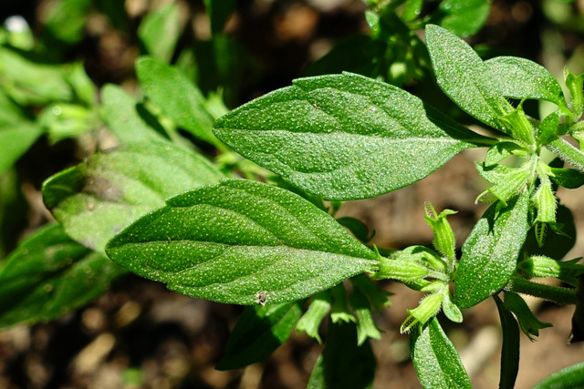 Hedeoma pulegioides - leaves