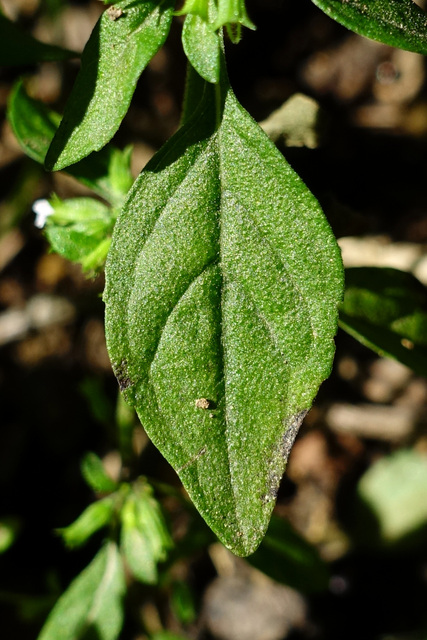 Hedeoma pulegioides - leaves