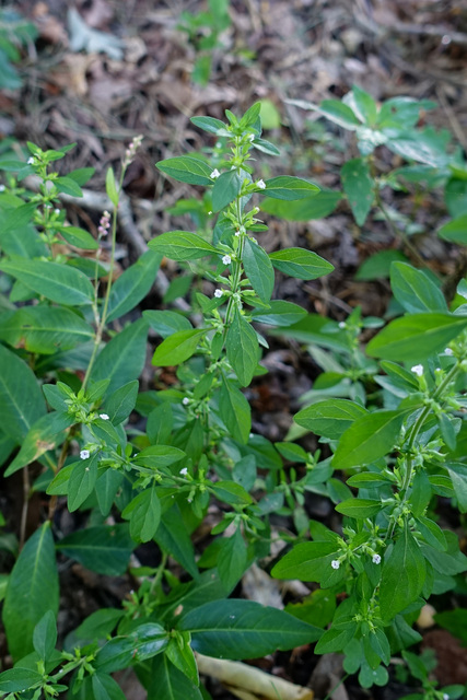 Hedeoma pulegioides - plant