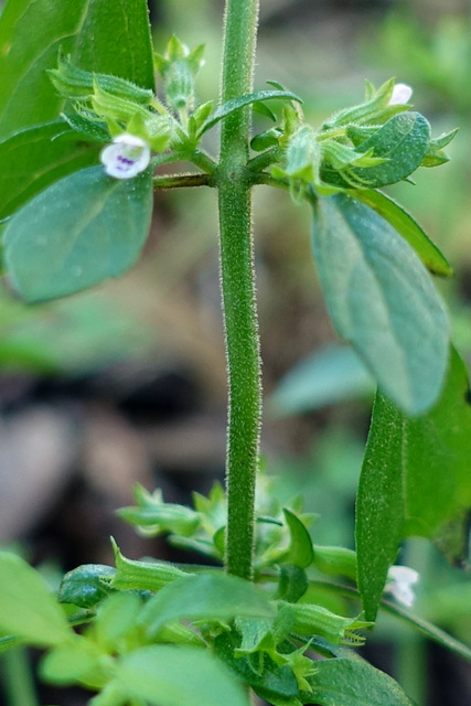 Hedeoma pulegioides - stem