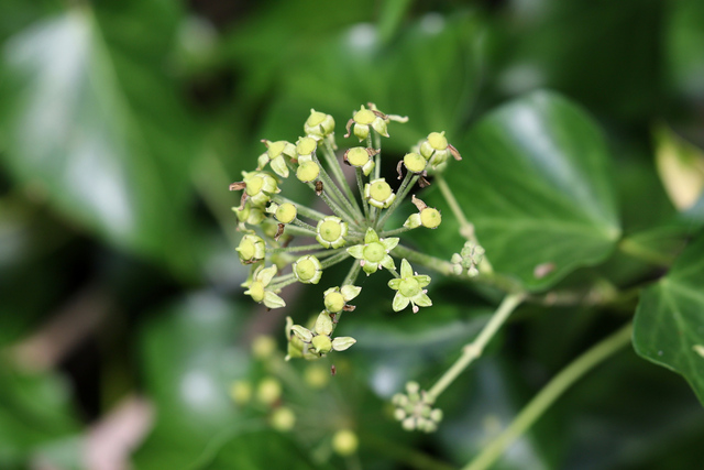 Hedera helix