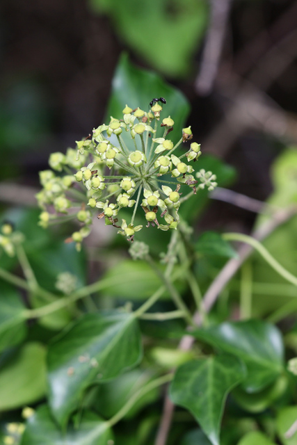Hedera helix