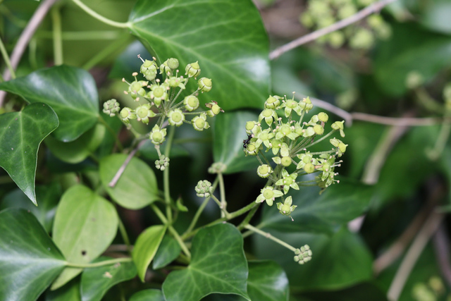 Hedera helix