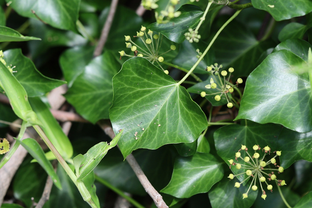Hedera helix - leaves