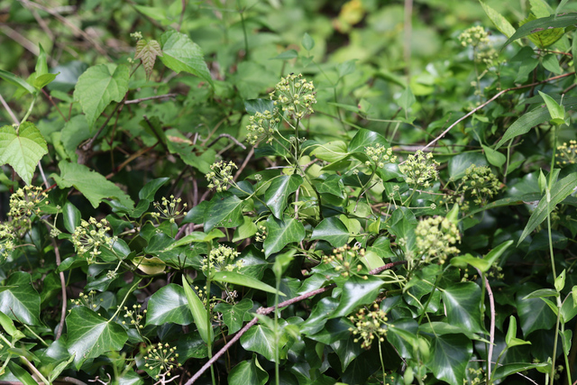 Hedera helix - plants