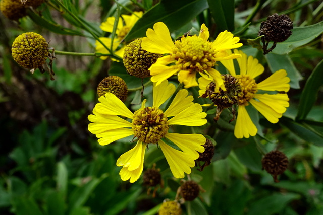 Helenium autumnale