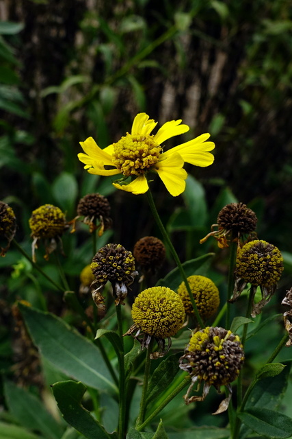 Helenium autumnale