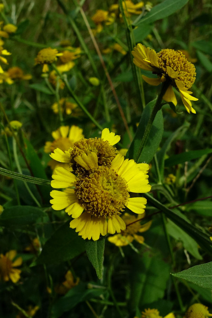 Helenium autumnale