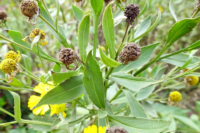 Helenium autumnale - leaves