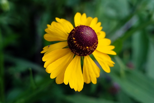 Helenium flexuosum