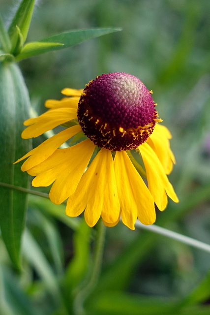 Helenium flexuosum