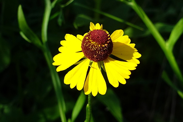 Helenium flexuosum