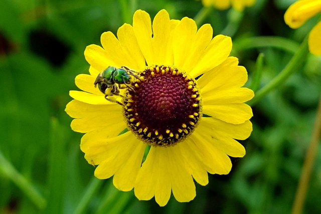 Helenium flexuosum