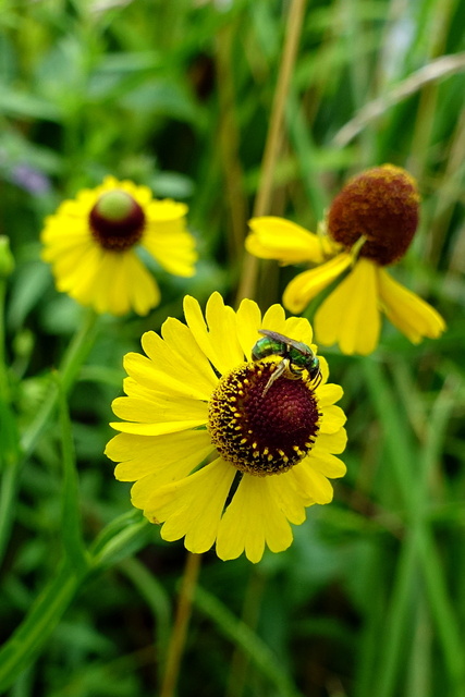 Helenium flexuosum