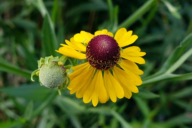 Helenium flexuosum